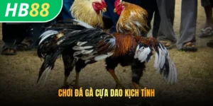 Chơi đá gà cựa dao kịch tính